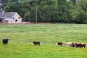 8. Bull plus heifers
